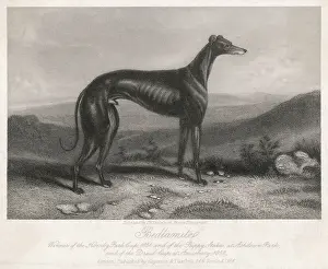 Chien de Greyhound Bandit