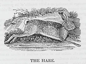 Impressions de Le lapin timide est harmoless et sans préjudice. Il craint tout danger et tient bon compte de chaque avertissement ; le lapin est toujours sur la garde Lièvre Impressions: Lisard (Bewick)