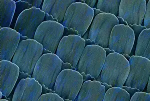 Electron Microscope Images Impressions: Heliconius doris, doris longwing