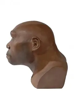 Homo Sapiens Evolution Impressions: Homo erectus, Java man
