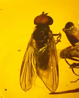 Eocene Era Fossils Impressions: Hoverfly in amber