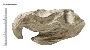 Diapsid Reptiles Impressions: Hyperodapedon