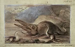 Ichthyosaurus Illustration Impressions: Ichthyosaurus, Plesiosaurus