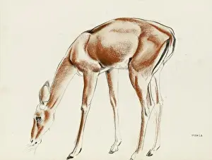 Raymond Sheppard Artwork Impressions: An Impala