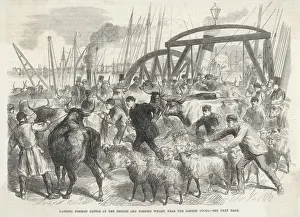 London Docks History Impressions: Imported Cattle at Docks