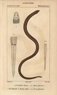 Jussieu Dictionnaire Des Sciences Naturelles Impressions: Indian python, Python molurus, and New Guinea