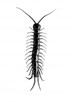 Mille-pattes Impressions: Insecte / Centipède