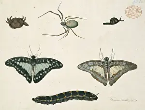 Australian Insects Impressions: Insects