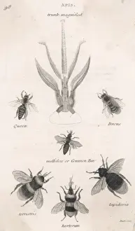 Les insectes / Labeille