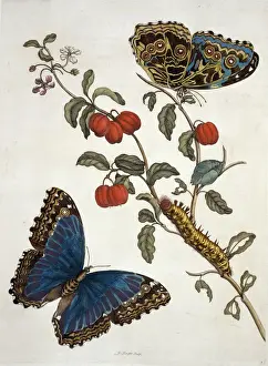 Les insectes du Suriname