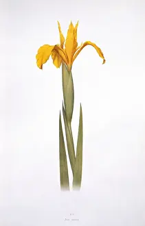 Iridaceae Family Impressions: Iris aurea, iris