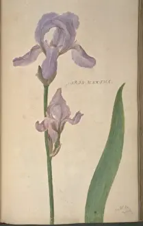 Exotic Flowering Plants Impressions: Iris maxima, iris