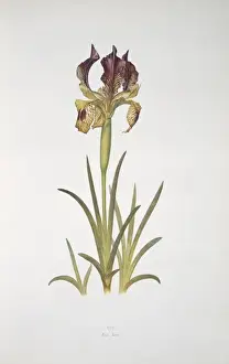 Monocotyledonous Flowering Plants Impressions: Iris sari, iris