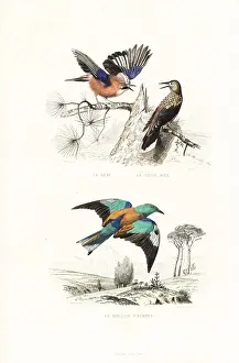 Handcolored Prints Online Impressions: Jay, spotted nutcracker and roller
