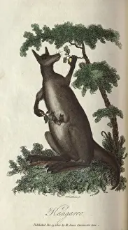 Australian Wildlife Illustrations Impressions: Kangaroo
