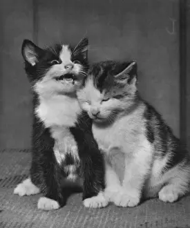 Vintage Kitten Photography Impressions: Two kittens