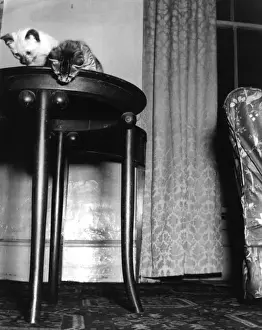 Indoor Cat Photos Impressions: Two Kittens on a Table