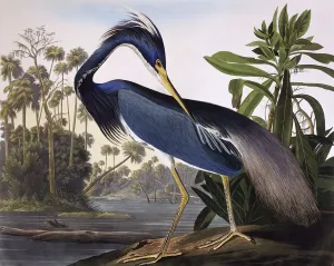 Impressions d'art à vendre: Héron de Louisiane, par Jean-Jacques Audubon