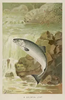 Aquatic Wildlife Impressions: Leaping Salmon