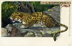 African Leopard Habitat Impressions: Leopard