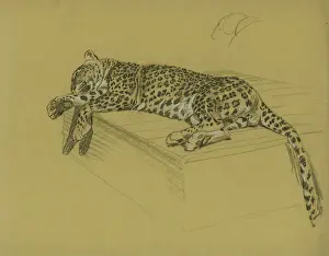 Impressions de Le léopard se repose sur une échelle Léopard Impressions: Le léopard se repose sur une balustrade