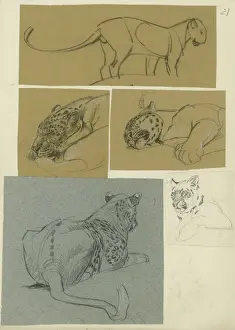 Raymond Sheppard Artwork Impressions: Leopard Studies