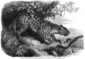 Wild Cat Images Impressions: Leopard up a Tree