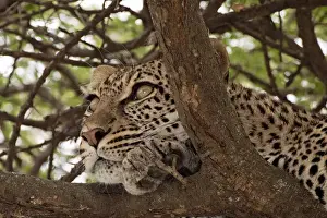 Leopard In Tree Impressions: Leopard - in a tree looking for prey