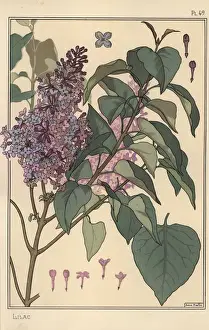 Impressions botaniques: Étude botanique de la lilas