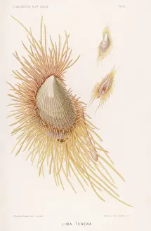 Coastal Wildlife Photos Impressions: Lima Tenera / Shellfish