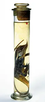 Natural History Museum Collection Impressions: Lizard specimen held in the Darwin Centre