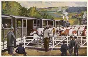 Agricultural Transportation Impressions: Loading Cattle