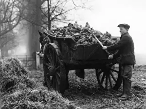 Britain Farming History Impressions: Loading Mangels