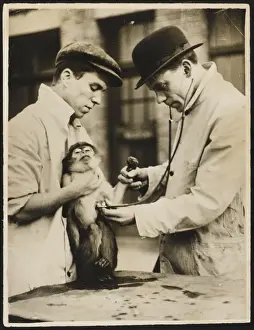 Animal Health Checkup Impressions: Lung Test / Monkey