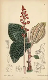 Curtis Botanical Magazine 1889 Impressions: Macodes javanica, native of Java, Indonesia