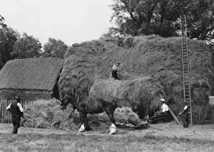 Historical Farming Practices UK Impressions: Making a Large Haystack