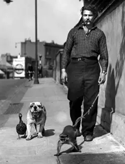 Lhomme emmène un singe, un chien et une canard en promenade.