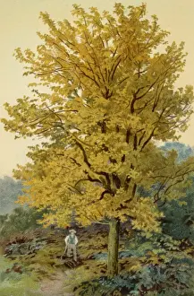 Field Maple Impressions: MAPLE TREE