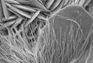 Microphotographie Impressions: Malachite