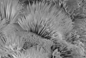 Microphotographie Impressions: Malachite