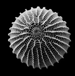 Microphotographie Impressions: Œuf de chenille