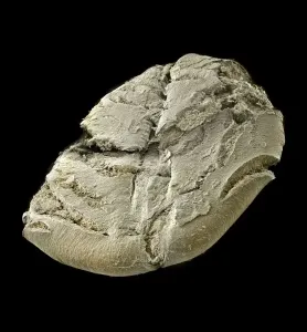 Microphotographie Impressions: Oats