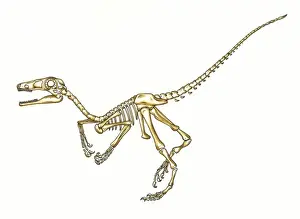 Cretaceous Period Animals Impressions: Microraptor skeleton