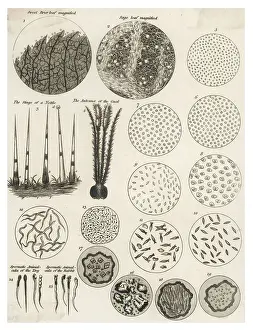 Science History Images Impressions: Microscopic Objects