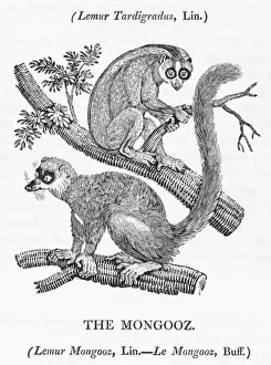 Asian Primate Photos Impressions: Mongoose (Bewick)