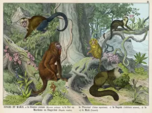 Impressions de Cinq types de singes : le howlard d'ours, l'éprouvent au front blanc capucin , le singe épaisse queue araignée Le lion marin ou simien maricoune et la grenouille Primates Impressions: Cinq singes
