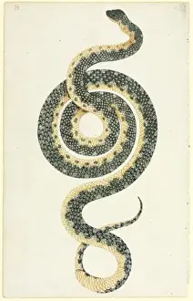 Morelia spilota, python diamant.