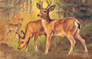 Rocky Mountains Wildlife Impressions: Mule Deer