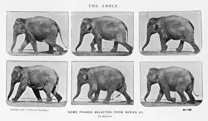 Impressions de Éléphant : périssable Eadweard Muybridge Impressions: L'éléphant de Muybridge