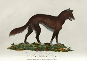 Australian Wildlife Prints Impressions: A native dog
